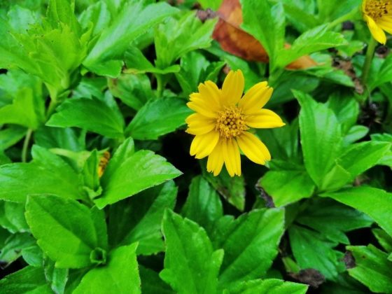 Foto dengan AI Disabled menggunakan Huawei Nova 3i