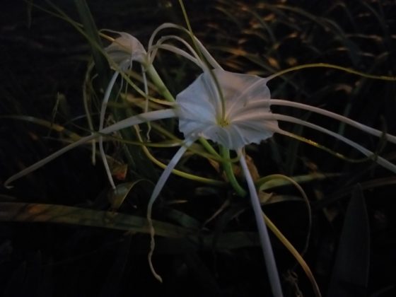 Foto low light Samsung Galaxy A6 Plus tanpa LED Flash