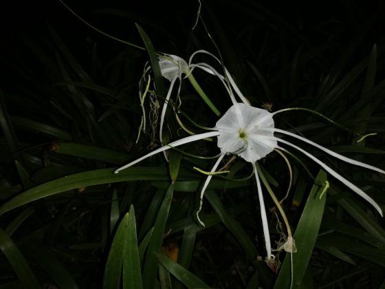 Foto low light dengan LED Flash menggunakan Huawei Nova 3i