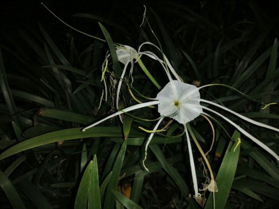 Foto low light tanpa LED Flash menggunakan Huawei Nova 3i