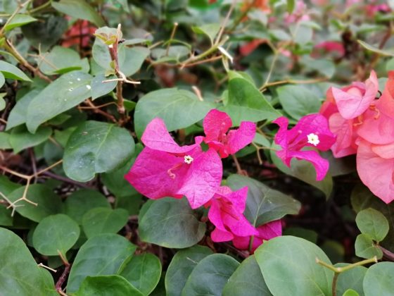 Foto tanaman dengan Huawei Nova 3i