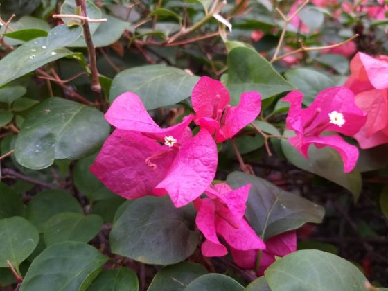 Foto tanaman dengan kamera utama Samsung Galaxy A6 Plus