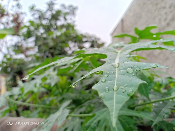 Hasil foto Oppo F9 efek bokeh
