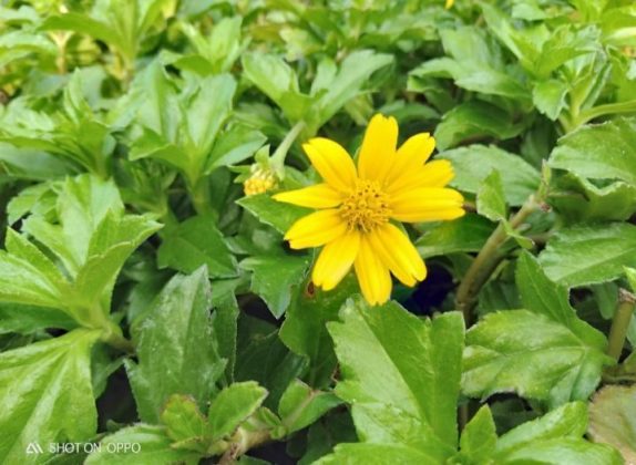 Foto dengan mode HDR Oppo A7