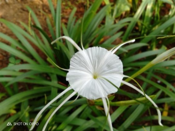 Tips Membuat Foto Bokeh yang Kece Dengan Hp