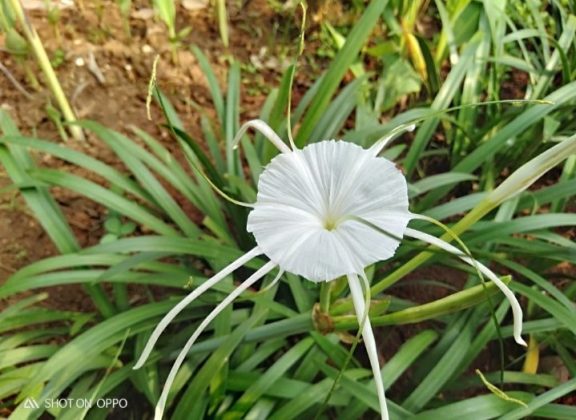 Foto objek Oppo A7