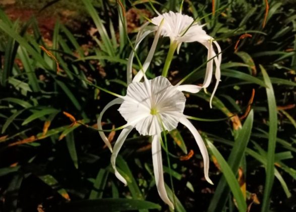 Foto low light menggunakan Realme 3