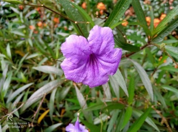 Foto efek bokeh Realme 3