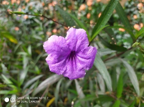 Hasil foto efek bokeh Redmi Note 7