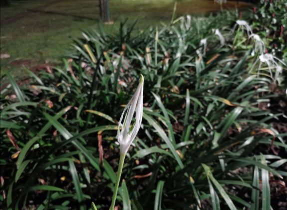 Hasil foto low light Huawei P30 tanpa flash