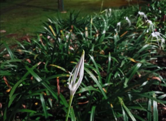 Hasil foto night mode Huawei P30