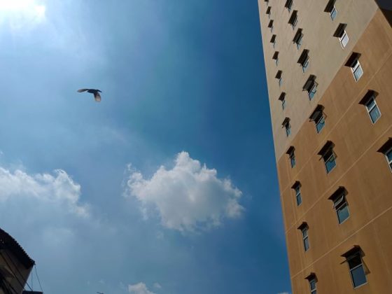 Quality HD 50MP