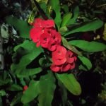night cam realme Note 60